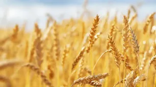 Desde la Federación Argentina de la Industria Molinera afirman que, “hoy Argentina ya no depende de Brasil para vender su grano”
