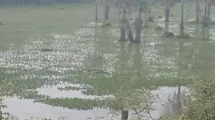 Encontraron el cuerpo de un hombre en un campo inundado de Chaco