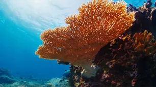 Alerta de la UICN: el 96% de los arrecifes de coral del mundo colapsarían antes de 2075