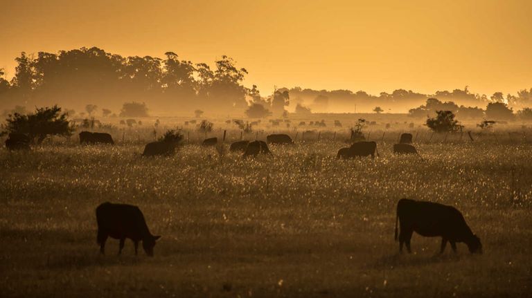 Campos de Argentina 20230721
