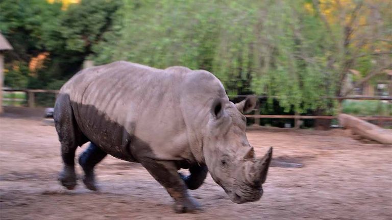 animales-eco-parque-07252018-01