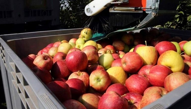 El año pasado la Argentina exportó a Brasil peras y manzanas por 120.000 toneladas, un 20% más que en 2017.