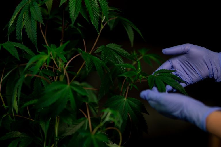 Proyecto de Investigación para uso medicinal de cannabis