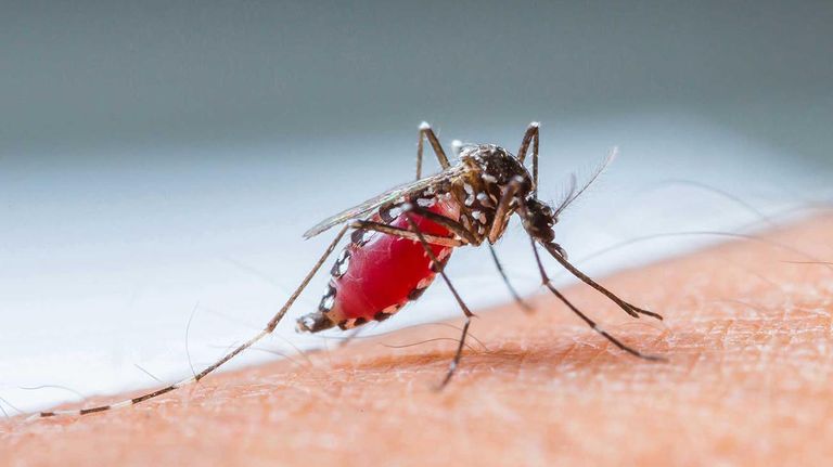 DENGUE 20211108