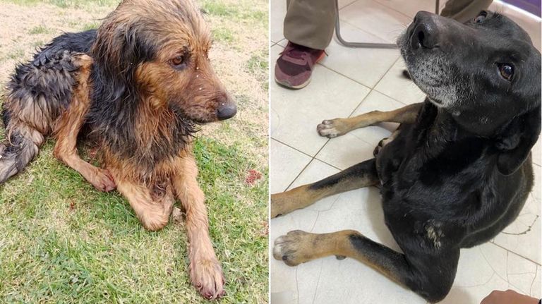 Perros mutilados 20220715
