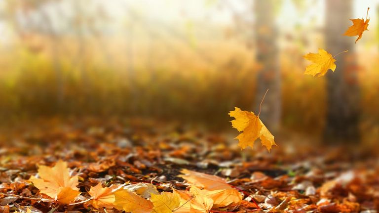 Otoño 20210326