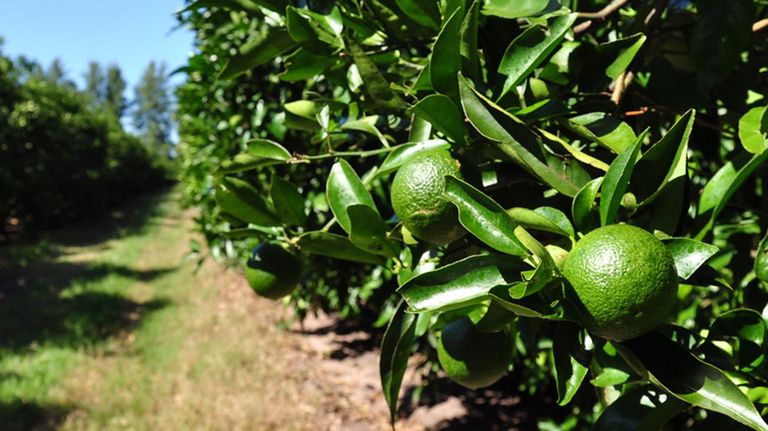 Alarma por plaguicidas y microplásticos en el cinturón hortícola local