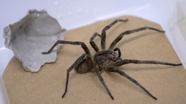 Araña bananera,
