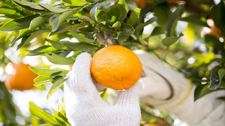 Naranjas 20230808