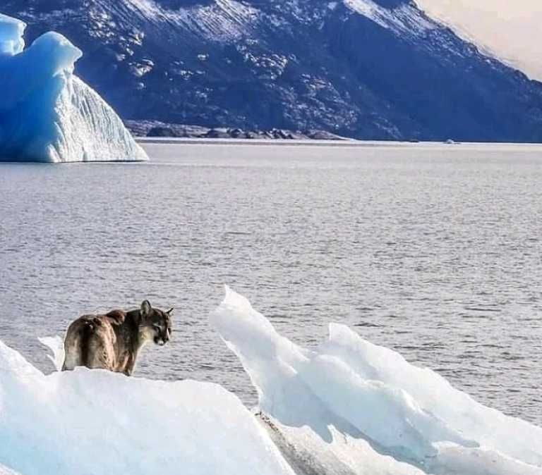 Los glaciares, en peligro