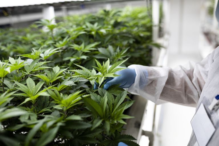 Everybody Wants to Be a Cannabis Farmer in This Corner of Europe