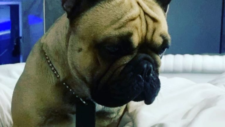 2023 30 07 Perro Perez Algaba