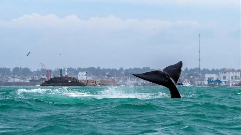Ballenas en Mar del Plata