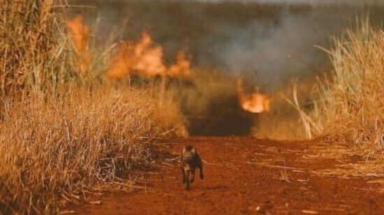 zorro incendio 08232019