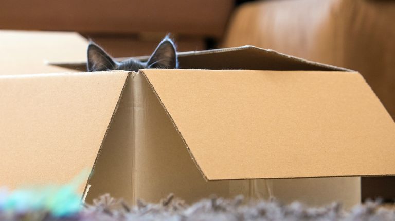 Entretener a las mascotas en cuarentena
