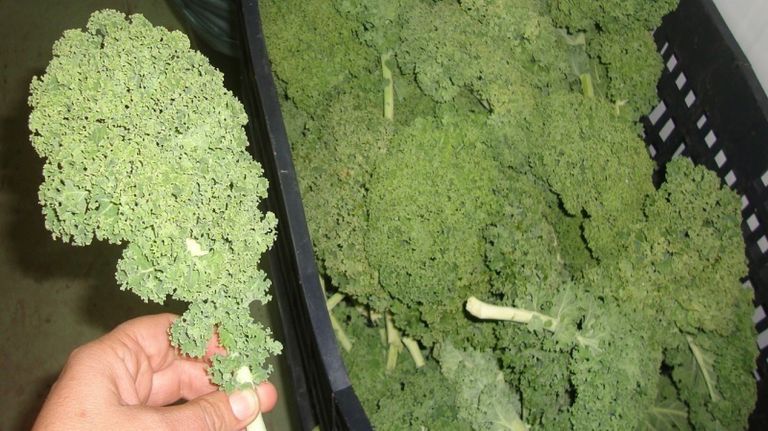 kale