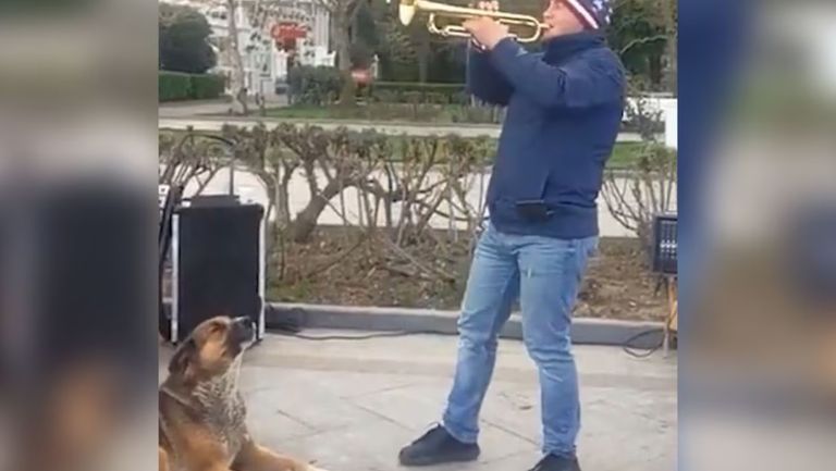 Mukhtar, el “Hachiko de Crimea