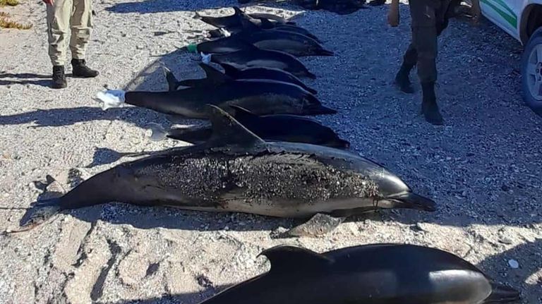 delfines 20210923