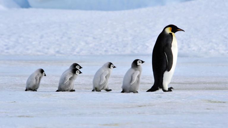 pingüino emperador en la Antártida 20210824