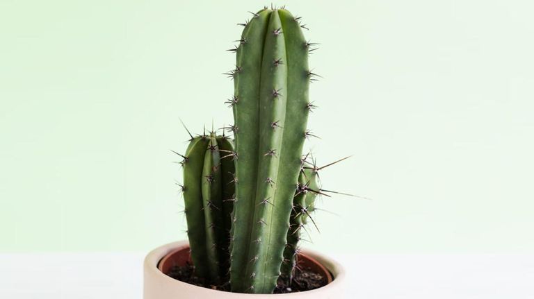 Perros y plantas 20221005