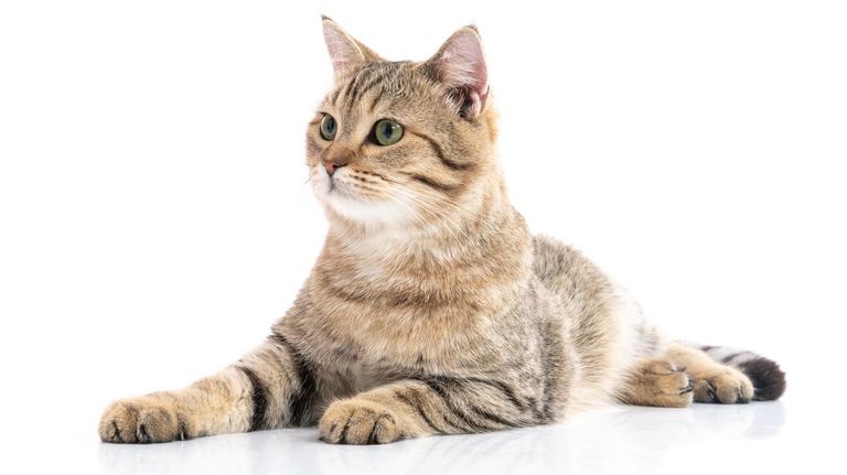 Perro y Gatos