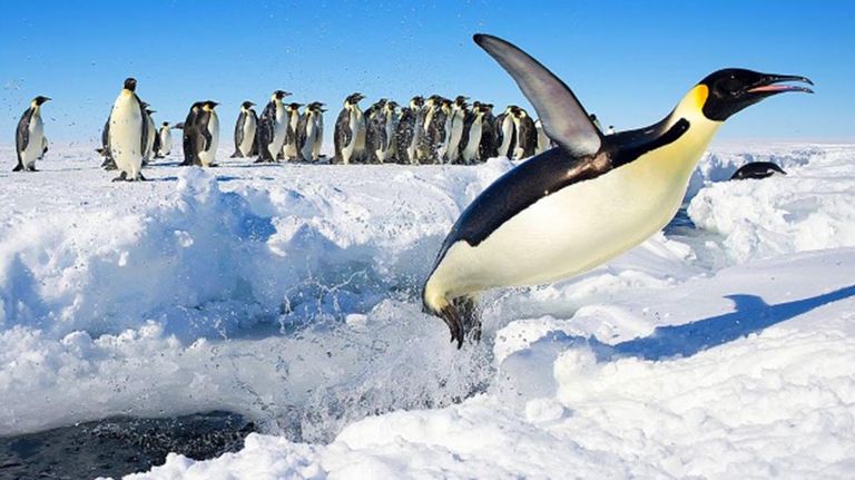 pingüino emperador en la Antártida 20210824