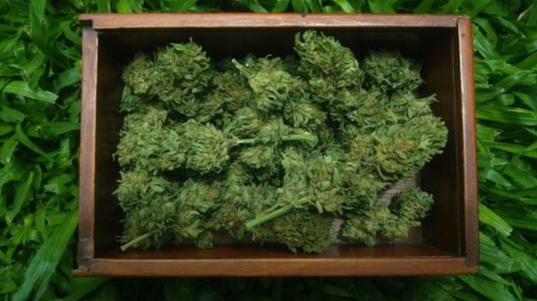 cannabis2021