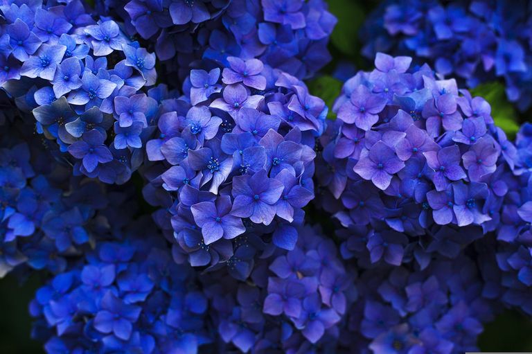 Hortensias