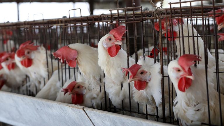 Gallinas en gallineros, producción de huevos