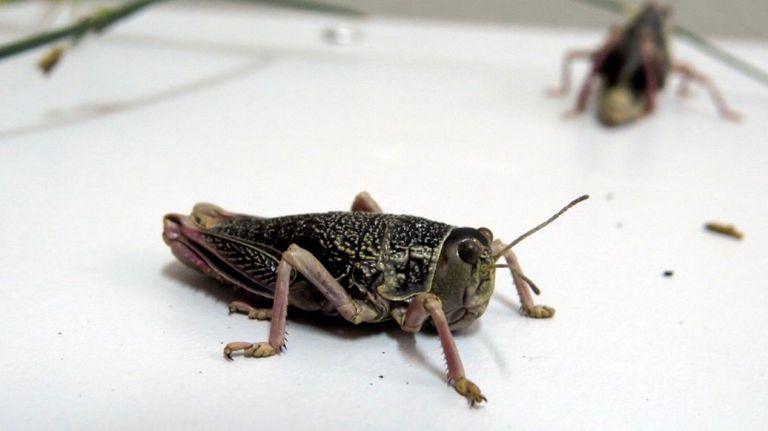 Tucura sapo