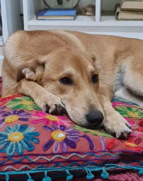 Chispita, perrita envenenada 