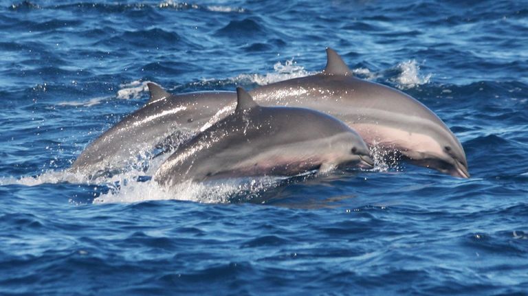 delfines
