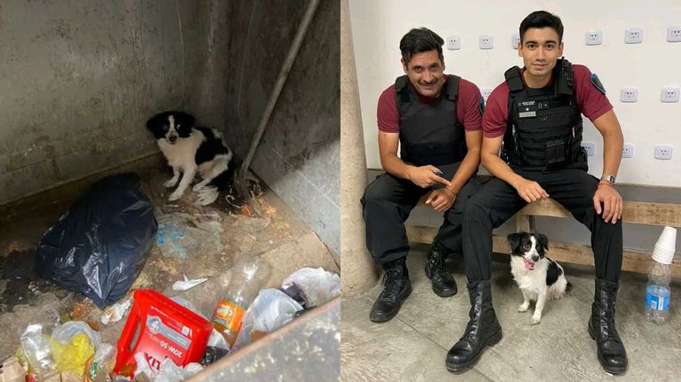 Abandonaron a una perra dentro de un contenedor