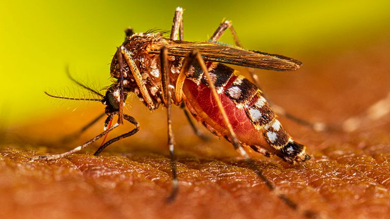 Preocupación por el aumento de casos de dengue.