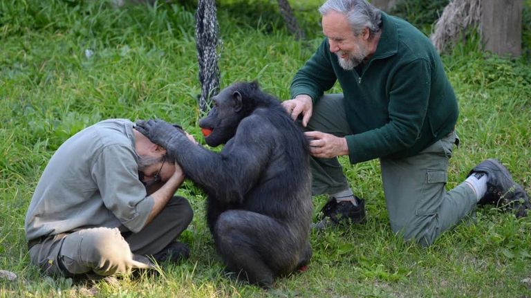 Muere Tomy, el chimpance de La Plata 05022026
