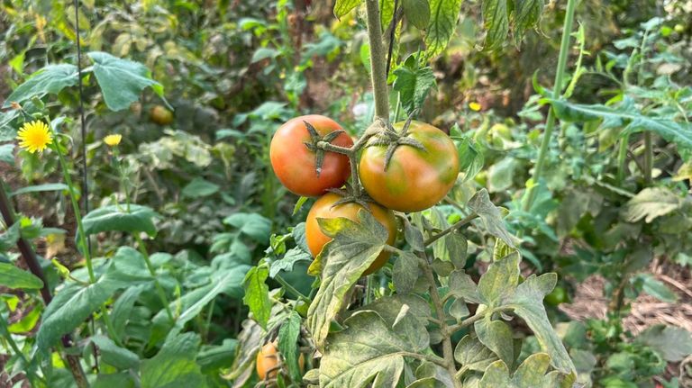 Virus rugoso del tomate