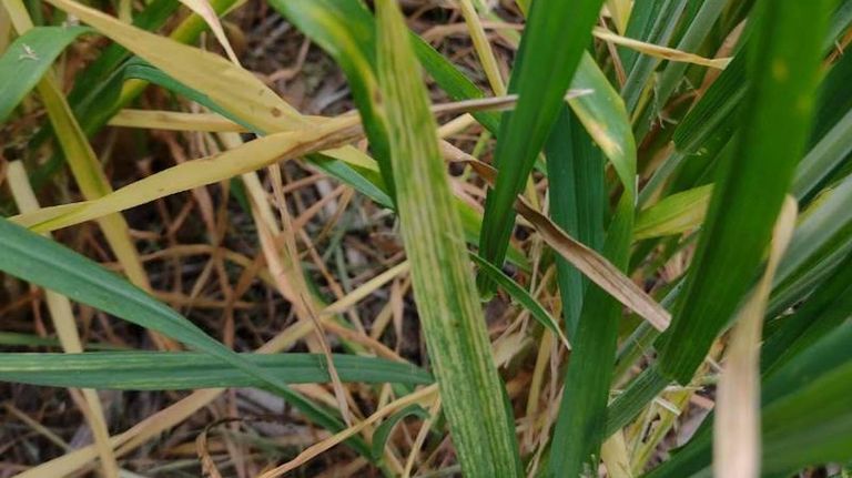 Hojas con virus estriado del trigo