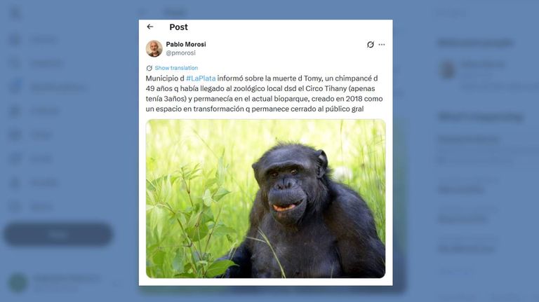 Muere Tomy, el chimpance de La Plata 05022026