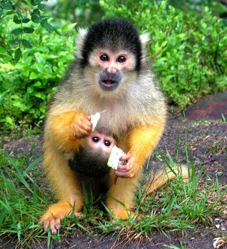 especies_cooperativas