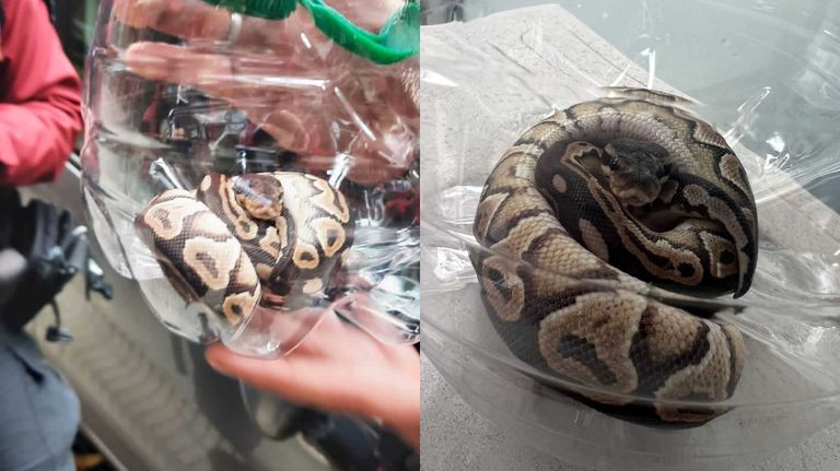 Pitón encontrada en Palermo