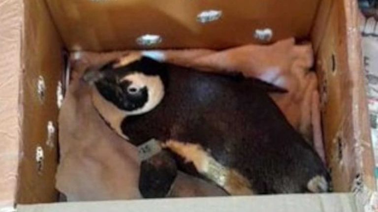 Un pingüino, responsable de la caída de un helicóptero Robinson R44 en Sudáfrica 20250411