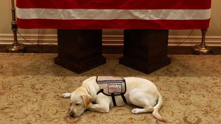 bush-perro-03122018