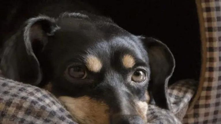 Perro Coco