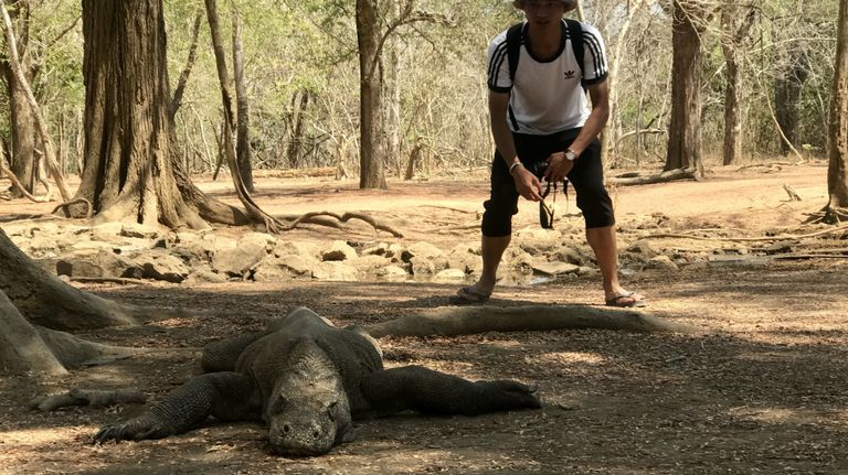 isla komodo dragones turismo masivo