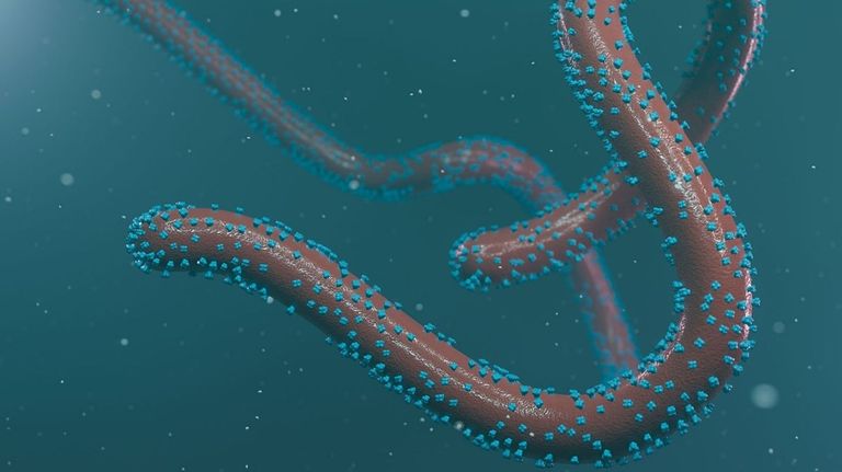 virus de Marburgo