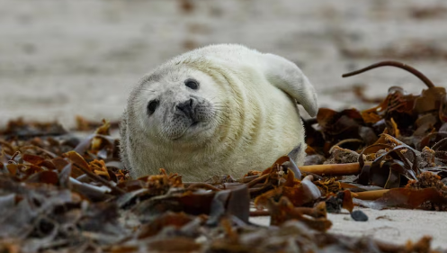 focas árticas