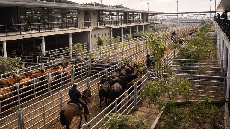 Mercado agroganadero de Cañuelas