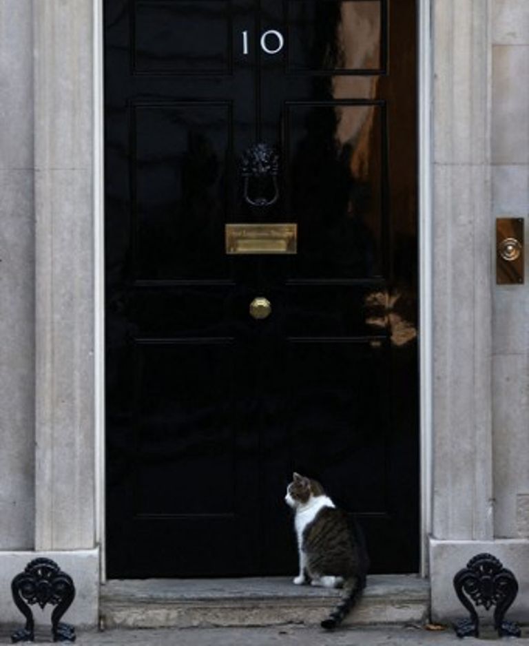 Larry el Gato 20221024