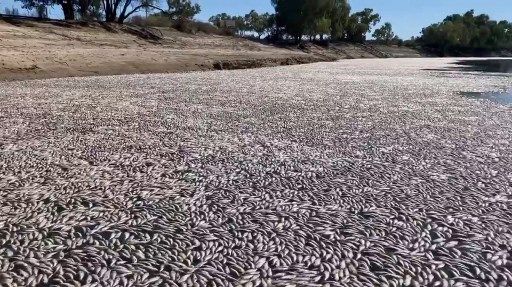 Peces