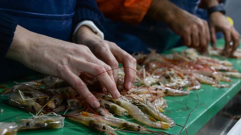 La pesca argentina de langostinos20250619